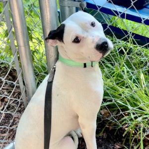 A white dog with black markings sits beside a chain-link fence, wearing a mint green collar and leash.