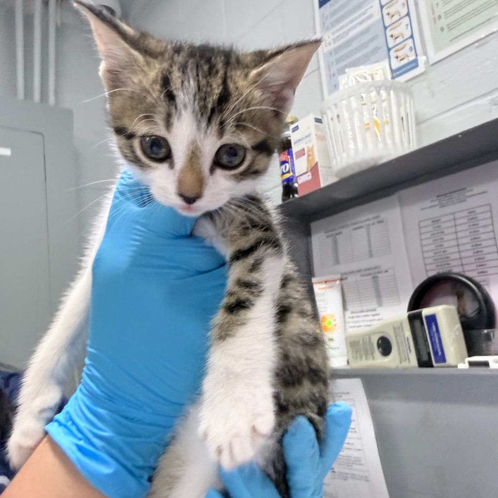 A person in blue gloves holds a small tabby kitten in a veterinary setting.
