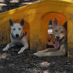 Two dogs relax under a yellow structure, one with blue eyes and the other with a light brown coat.