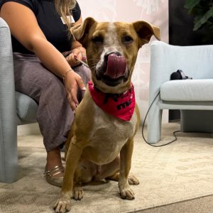 A dog with a red bandana licks its nose while sitting beside a person on a chair.