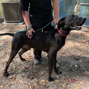 A person holds a leash attached to a happy black dog in a wooded area.