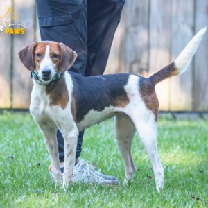 A brown and white dog stands on grass beside a person in black pants and sneakers.