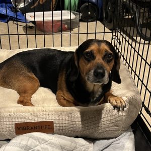 A beagle relaxes on a soft dog bed inside a crate, looking directly at the camera.