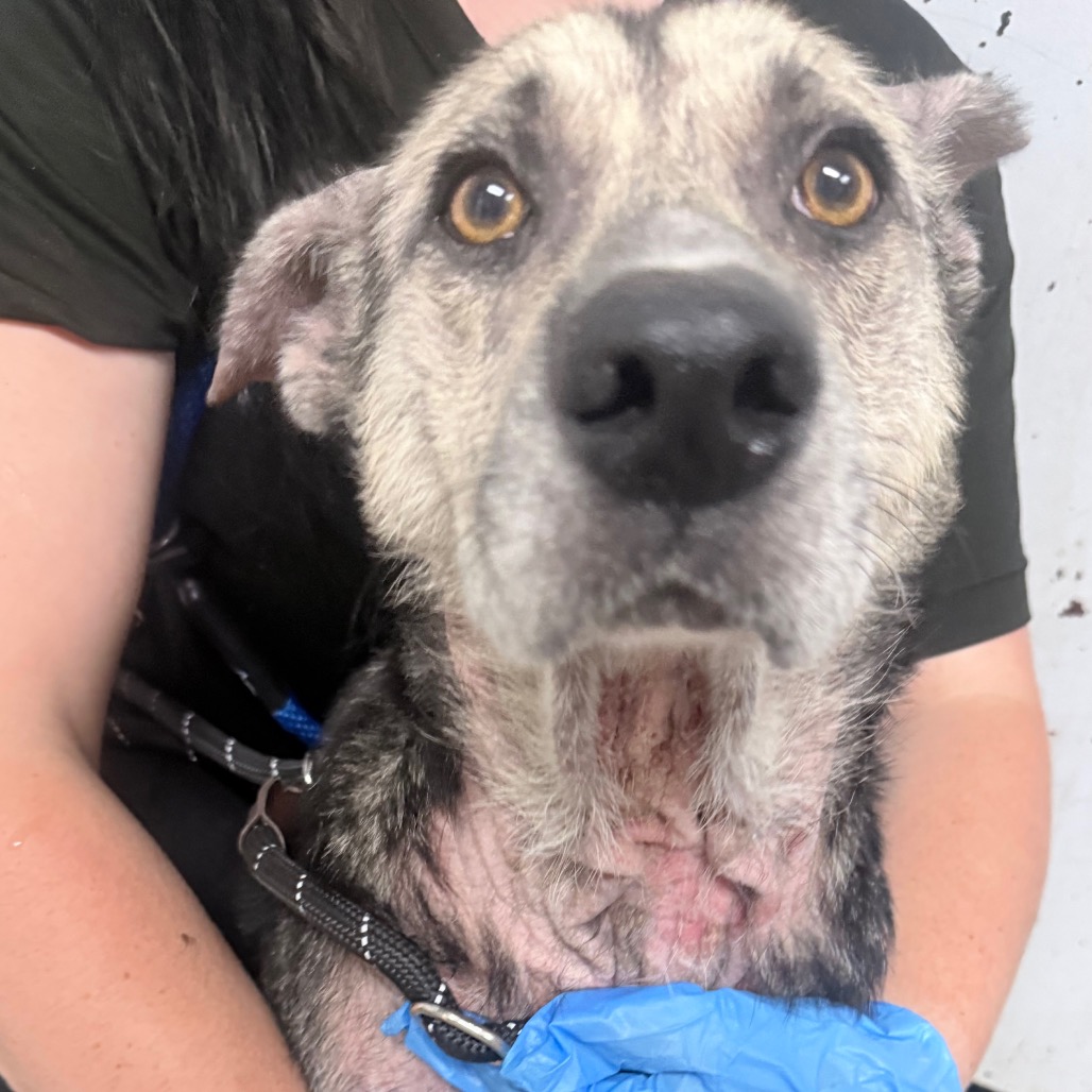 A person holds a dog with a healing wound on its neck, wearing a harness and blue gloves.