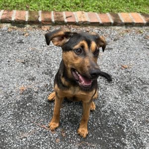 A playful dog sits on gravel, looking up with a happy expression. Green grass and a brick border are in the background.