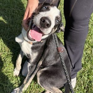 A happy black and white dog sits on grass, being petted by a person wearing black pants.