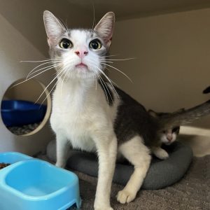 A curious gray and white cat sits near a blue food bowl, with another cat partially visible behind it.