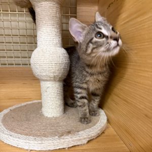 A curious tabby kitten stands near a scratching post, looking up attentively.
