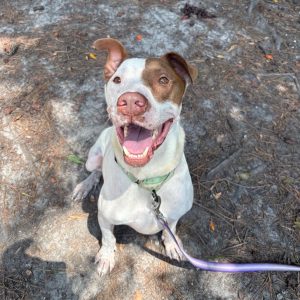 A happy dog with a brown and white coat sits on the ground, wearing a green collar and leash.