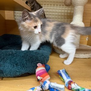 A calico kitten explores a cozy bed surrounded by colorful toys.
