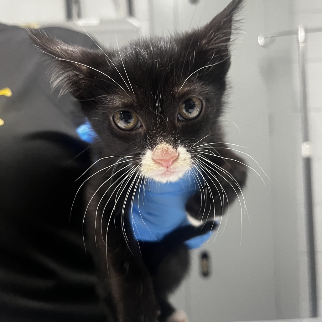 A black kitten with white markings is held by a person wearing a blue glove.