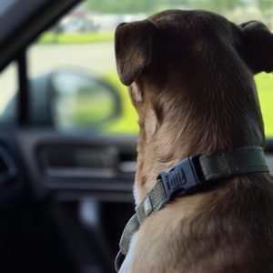 A dog with a harness sits in a car, looking out the window.