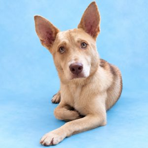 A light brown dog with large ears lies on a blue background, looking curiously at the camera.