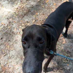 A black dog with a leash stands on a sandy ground, looking directly at the camera.
