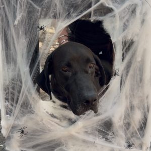 A black dog peers through a web of fake spider silk, with small plastic spiders visible.