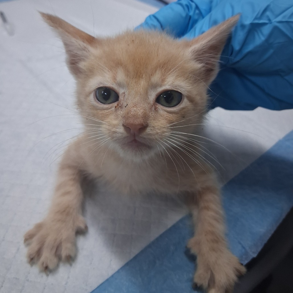 A small orange kitten with big eyes sits on a table, reaching out with its paws. A gloved hand is nearby.