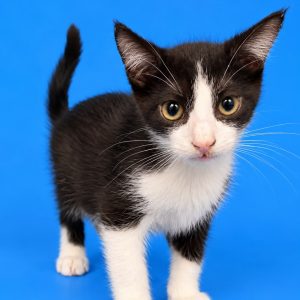 A black and white kitten stands against a blue background, looking curiously at the camera.