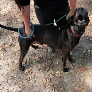 A person holds a leash on a happy black dog in a leaf-covered outdoor area.