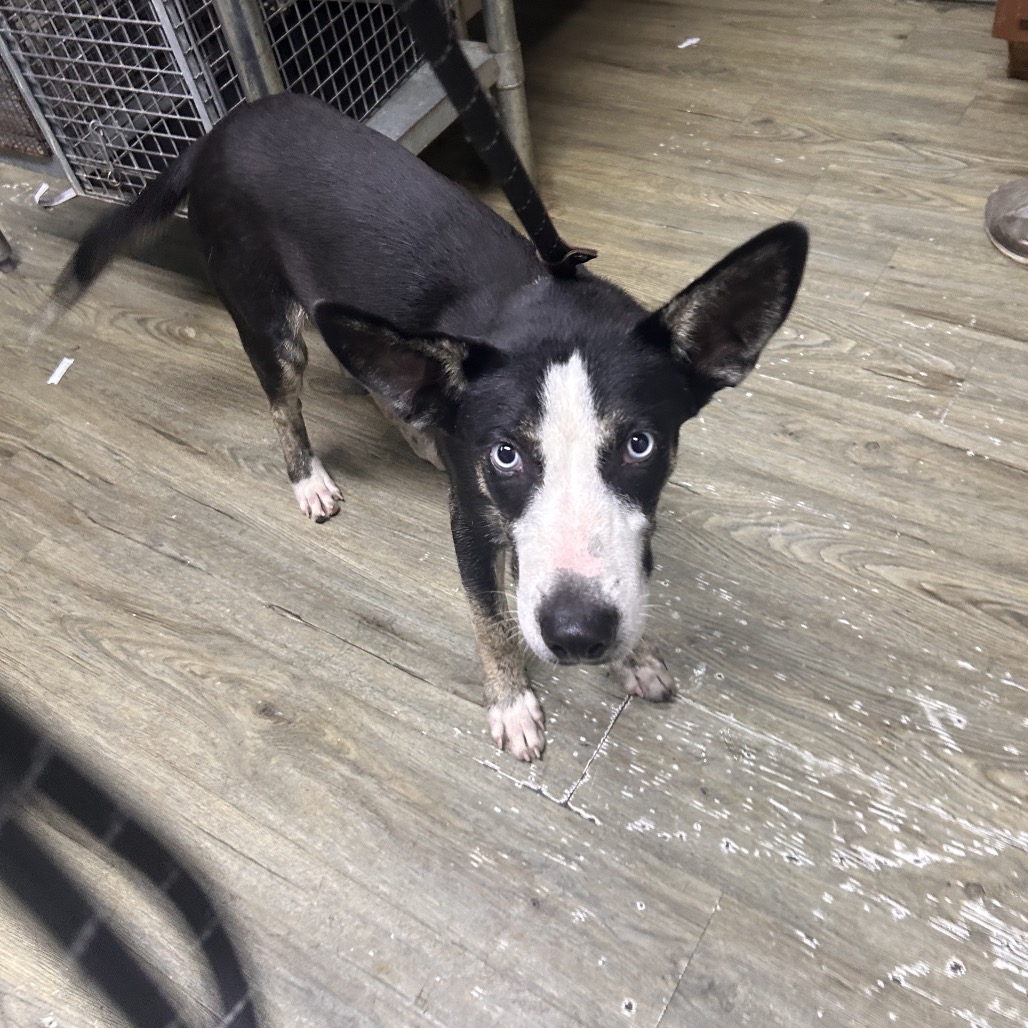 A small black and white dog stands on a wooden floor, looking curiously at the camera.