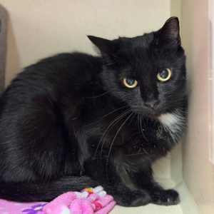 A black cat with yellow eyes sits in a corner, looking curiously at the viewer. A colorful blanket is nearby.