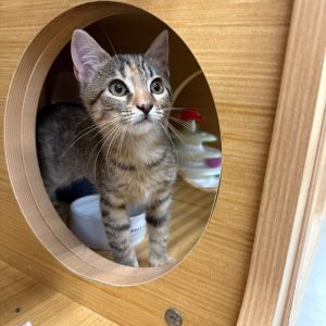 A curious tabby kitten peers out from a circular opening in a wooden structure.
