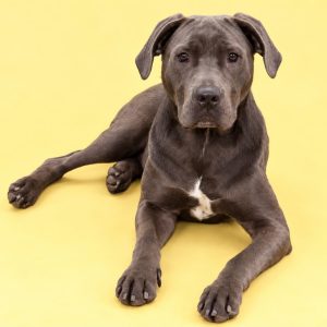 A gray dog with a white chest lies on a yellow background, looking directly at the camera.