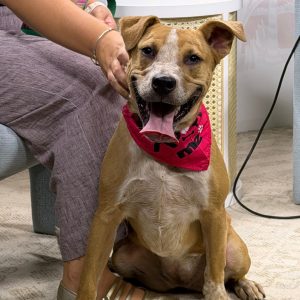 A smiling dog in a red bandana sits beside a person gently petting it.