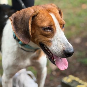 A close-up of a brown and white dog with its tongue out, looking to the side in a grassy area.