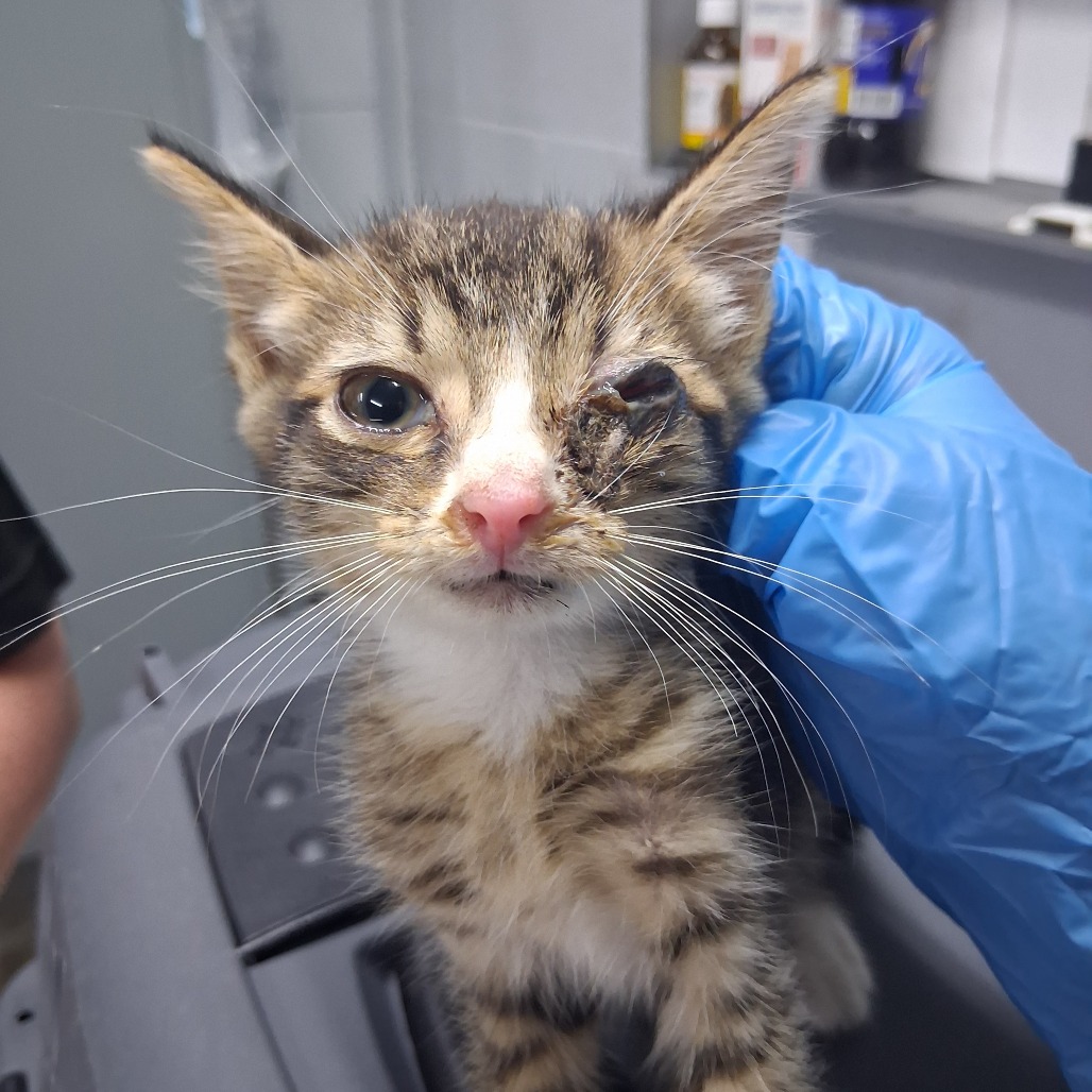 A person in a blue glove holds a tabby kitten with an injured eye, showing concern for its condition.
