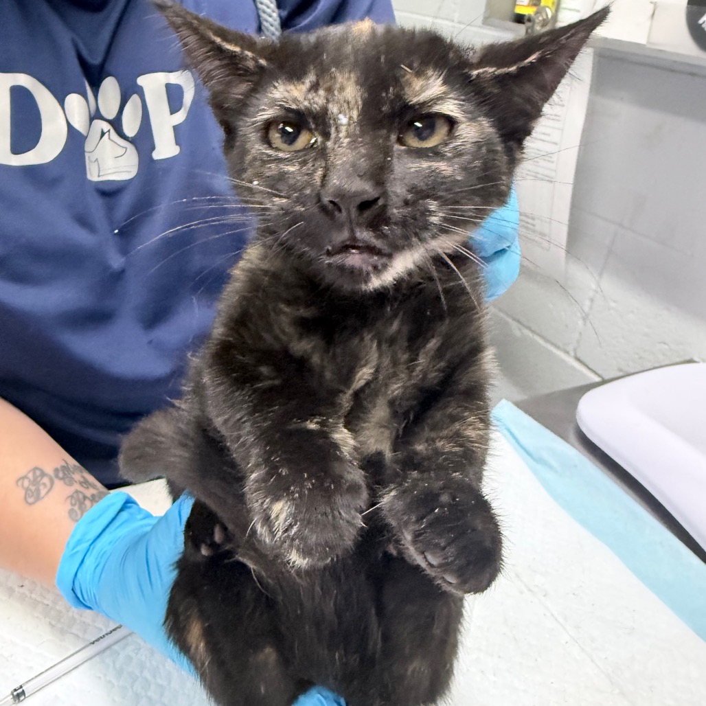 A person in blue gloves holds a black and brown cat, which looks curious and slightly distressed.
