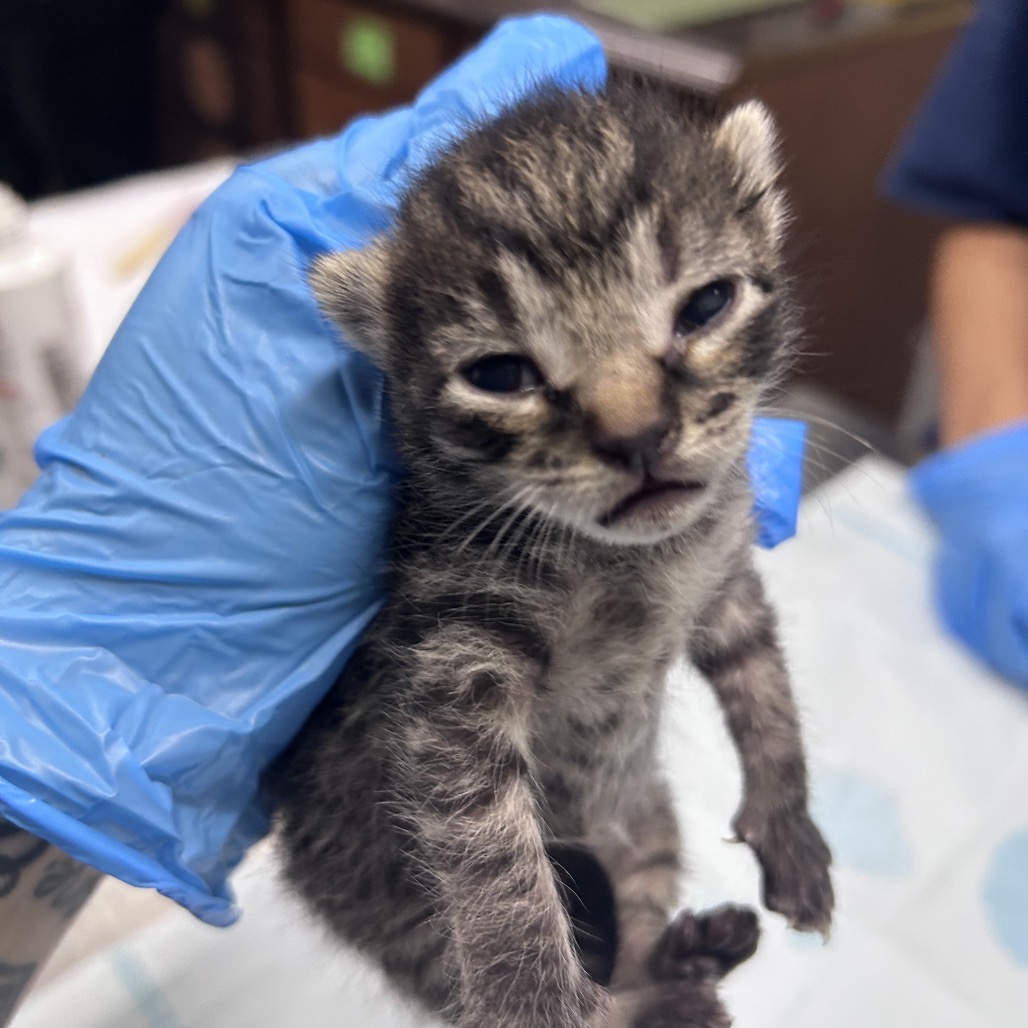 A person in blue gloves holds a small, distressed kitten with closed eyes and a slight grimace.