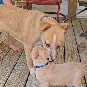 Two dogs interact on a wooden porch; a larger dog leans down to sniff a smaller puppy.