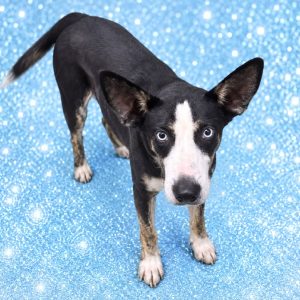 A black and white dog with blue eyes stands on a sparkling blue surface, looking directly at the camera.