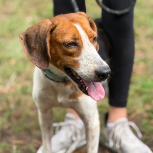 A brown and white dog stands beside a person wearing black leggings and sneakers. The dog has its tongue out.
