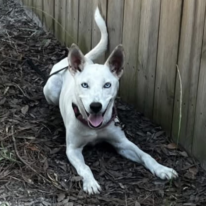 A white dog with blue eyes lies on the ground, smiling near a wooden fence.