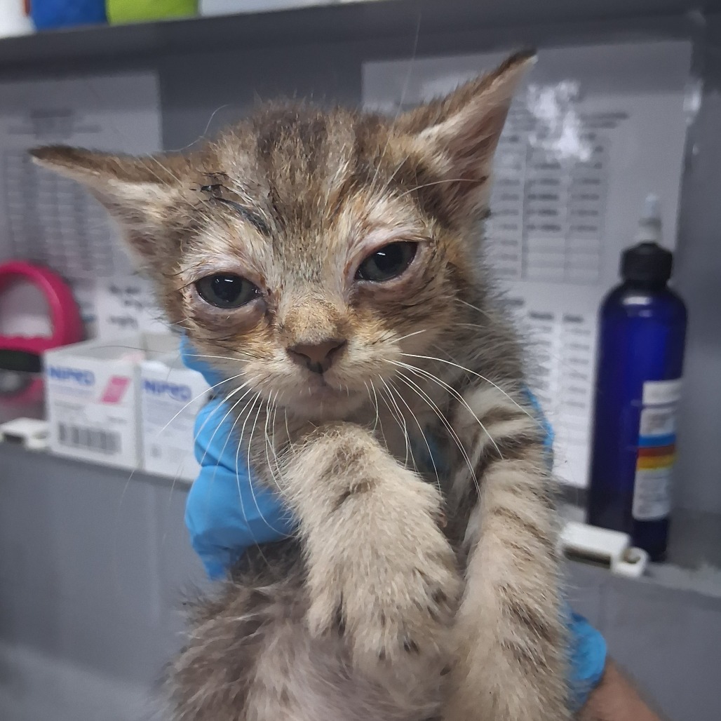 A small, scruffy kitten is held by a person wearing a blue glove, with medical supplies in the background.