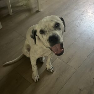 A white dog with black spots sits on a wooden floor, mouth open as if barking or yawning.