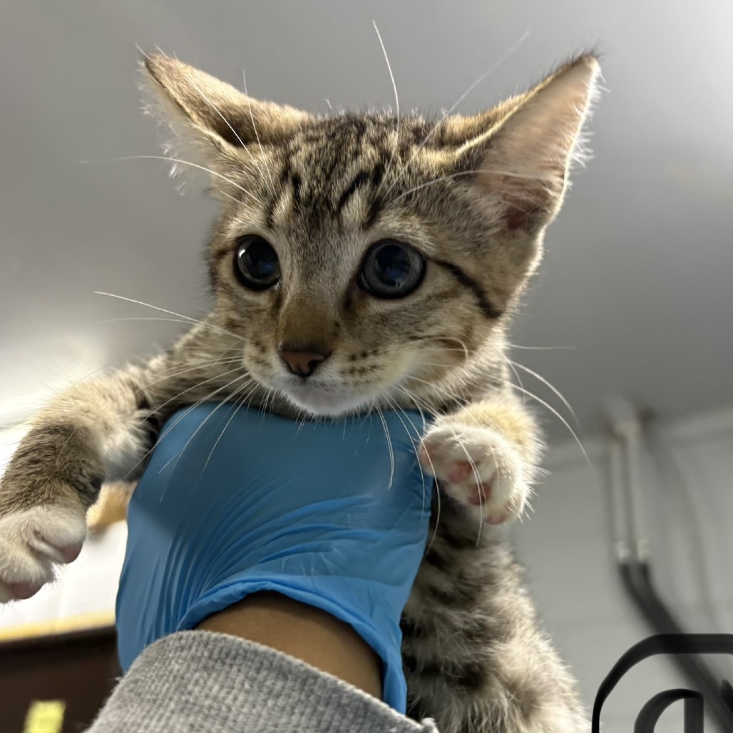 A person in a blue glove holds a small, spotted kitten, showcasing its large eyes and curious expression.