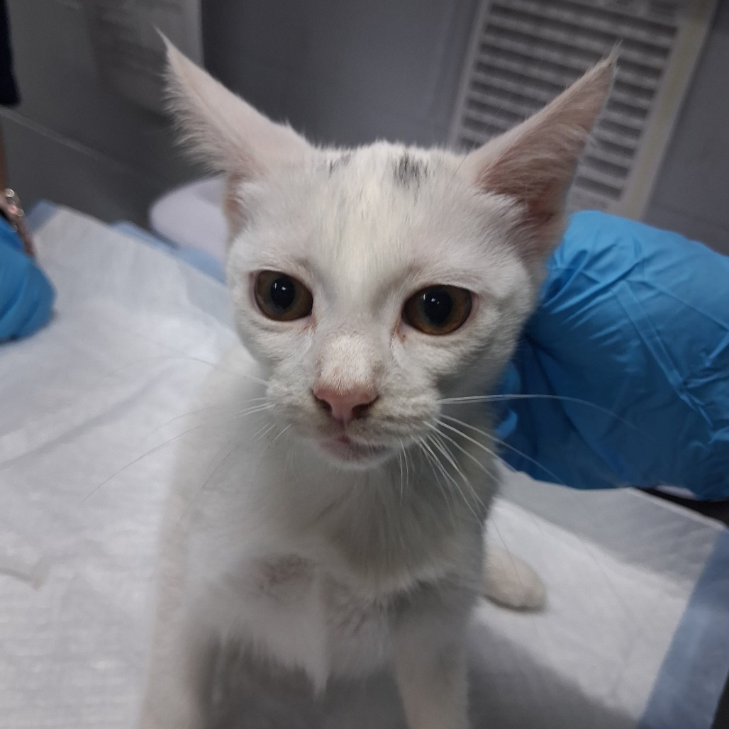 A white cat with large eyes sits on a table, while a gloved hand gently holds its neck.