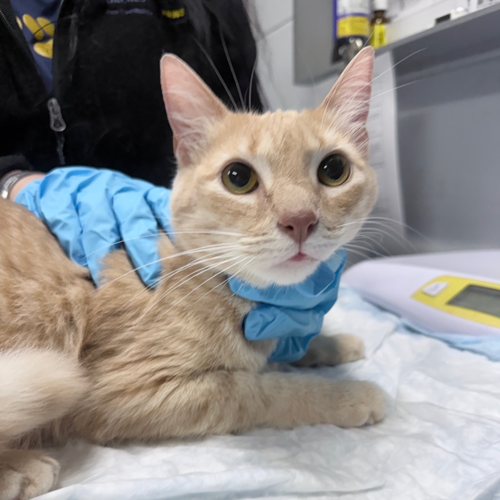 A light orange cat receives care, with a gloved hand gently holding its neck. A thermometer is nearby.