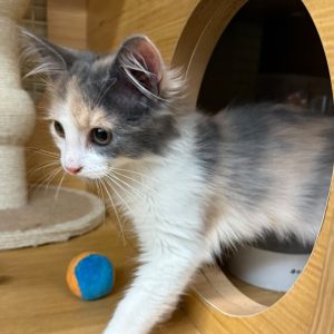 A calico kitten steps out of a wooden tunnel, with a colorful ball nearby.
