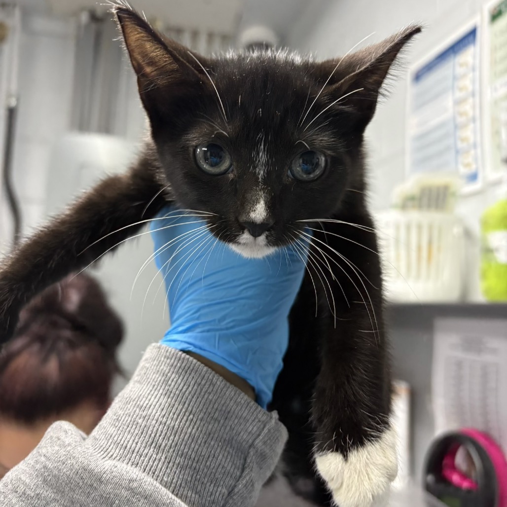 A person in a blue glove holds a black and white kitten in a veterinary setting.