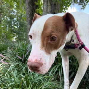 A brown and white dog stands among green grass and plants, looking curiously at the camera.