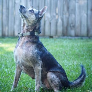 A dog sits on grass, looking up with alert expression, wearing a collar. A wooden fence is in the background.