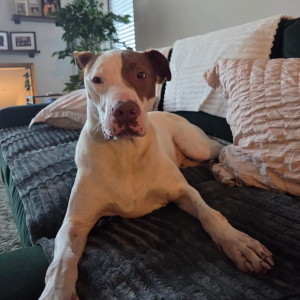 A dog lounges on a couch, surrounded by pillows and a plant in the background.