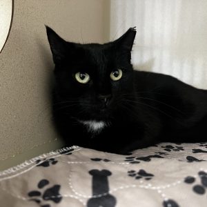 A black cat with green eyes rests on a patterned blanket in a cozy space.