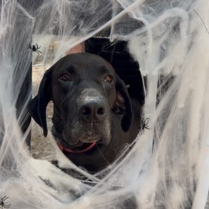 A black dog looks through a web of fake spider silk, with spiders visible nearby.