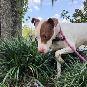 A dog with a brown and white coat explores green grass and flowers, wearing a pink leash.