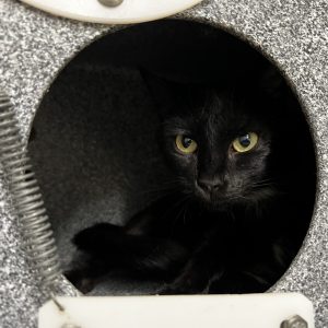 A black cat with yellow eyes rests inside a round opening of a textured enclosure.