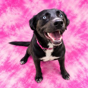A black dog with blue eyes sits happily on a pink tie-dye background, smiling with an open mouth.